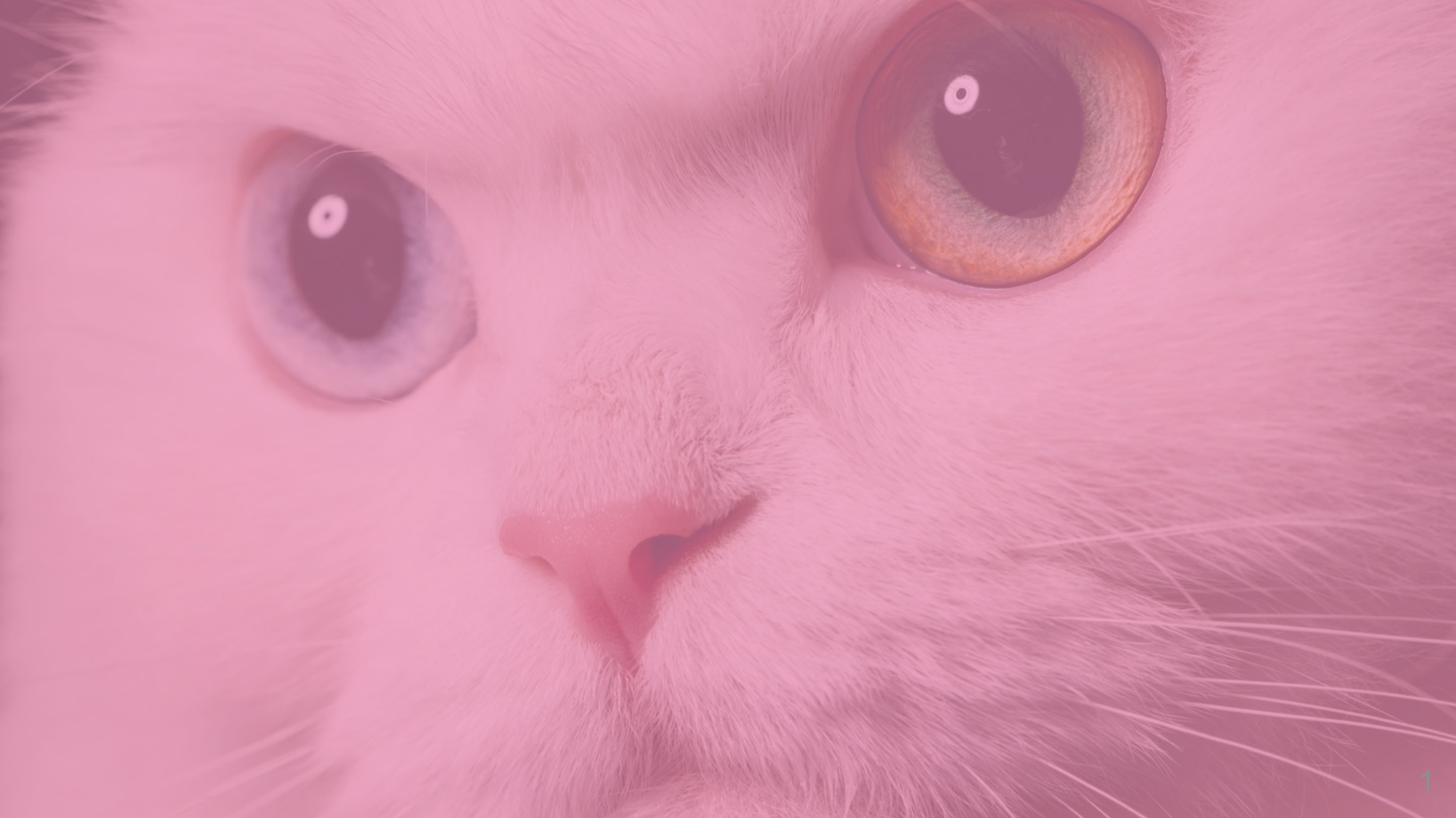 Close-up of a fluffy cat with mismatched blue and amber eyes